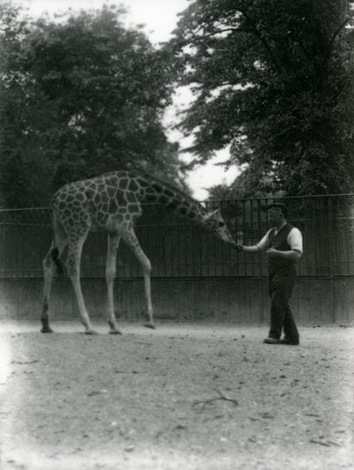 1953年6月にロンドン動物園で飼育員の手から餌をとるキリン &39;モード&39;。 作： Frederick William Bond